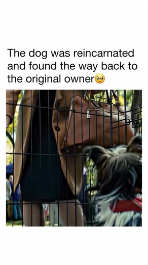 Eco Movie | Boss dog 📽️: A Dog’s Purpose A devoted dog discovers the meaning of its own existence through the lives of the humans it teaches to laugh... | Instagram