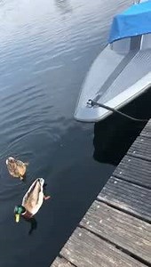 3.3M views · 2.6K reactions | Its a #savage world out there  Big mama going after ducks! 閭 .... now let´s grab a #SuicideDuck and get back there!  : Hengelsport 2000 #savageworld #savagegear #lureswithanattitude | Savage Gear | Facebook