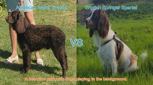 Spaniel Showdown: American Water vs. English Springer