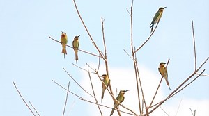 Blue-tailed bee-eaters, a second-class protected species in China, have carved nests out of a mountain wall with their sharp beaks and claws in Yunnan Province. From late spring to October, these vibrant birds will stay to breed. #Biodiversity #Ecocivilization | CGTN