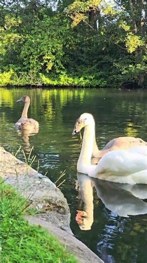 Teenage Swans in the Sun #english #birds
