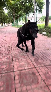 86K views · 712 reactions | Hunchback the Qasimodo dog. Walking with gout #fblifestyle | King Charles dog | Facebook