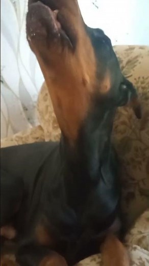 When the Doberman Gets Annoyed…