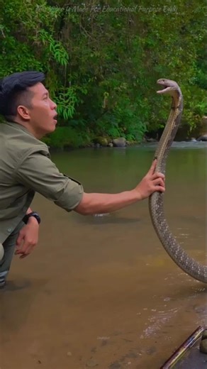 Why is King Cobra caught by its head?🐍🤔 #shorts #snacks