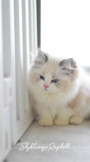 This female Ragdoll cat is fluffy and very well-behaved. #ragdollcat #ragdoll #랙돌 #ラグドール #ラグドール子猫