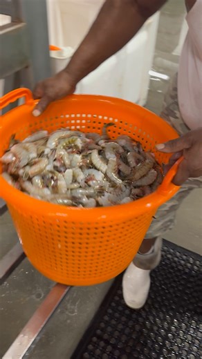 76K views · 1K reactions | Plenty of fresh shrimp over here in Mayport! 戀 Order now for nationwide shipping! ✈️ Order here: https://safe-harbor-seafood.freshlinemarket.com | Safe Harbor Seafood | Facebook