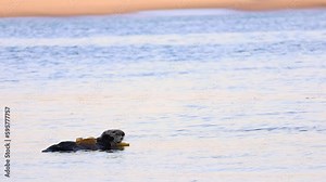 This footage captures a sea otter swimming in the beautiful Morro Bay, California. With its adorable and playful behavior, the otter showcases the natural beauty and biodiversity of the Pacific Coast