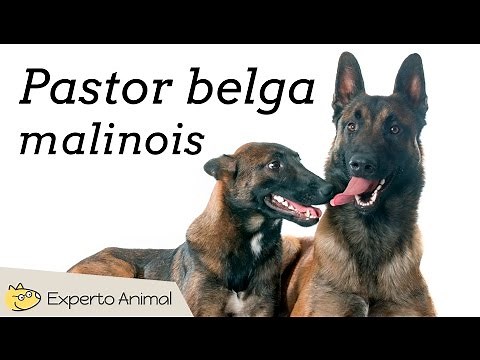 Belgian Malinois - Characteristics and Training