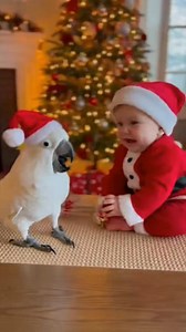 Double the Santas, double the joy! A singing cockatoo giggling baby = Christmas magic in one frame 🎄✨ . . . . . - #ChristmasMagic - #SantaBaby - #CockatooSanta - #HolidayJoy - #FestiveGiggles - #ParrotDance - #BabySanta - #CozyChristmas - #ViralCute - #FamilyMoments - #Christmas2025 - #AdorableTogether - #HolidayGlow | Mohammad Nasim Ansari