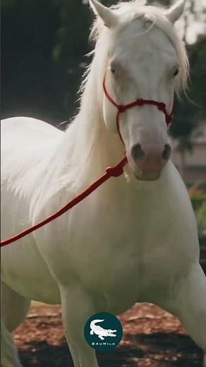 Camarillo White Horse 🤍🐎 California’s Rare Snow-White Legend