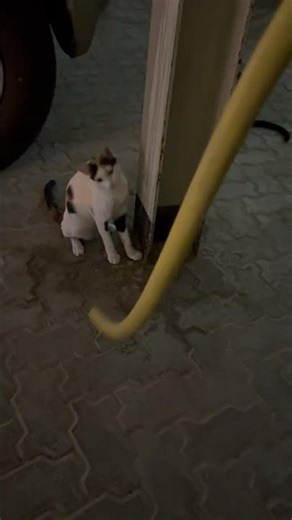 cat. .fhyfgh fxghg ycfghuffvhhhffgfg playing