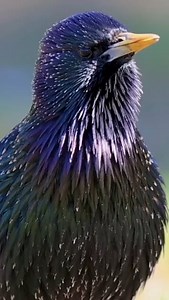 Common Starling (紫翅椋鸟,Sturnus vulgaris), in #Australia. Native to Eurasia, introduced in many regions worldwide, where it is now abundant. credit 五月 ❤️❤️❤️ #China #nature #birds #wildlife #travel #peace #beauty #beautiful #love | Lin hillside