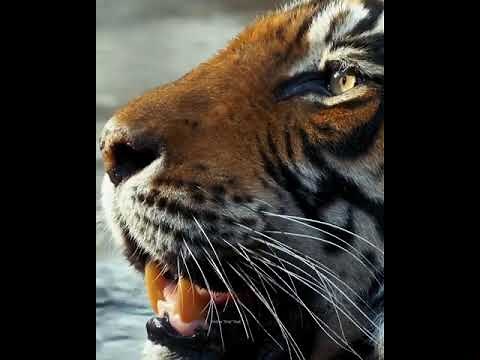 Mesmerizing Tigers Love Water and Swim Like Experts