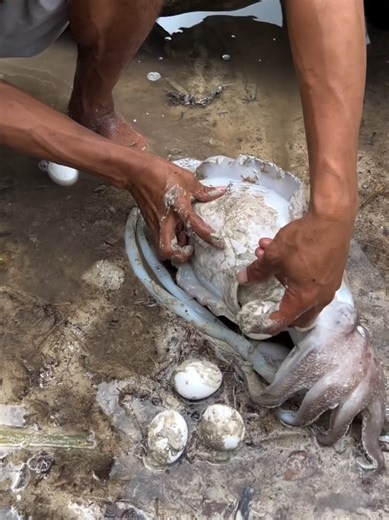 Easy giant squid 🦑 catching #catchingfish #fishing #ruralfishing #handfishing #netfishing