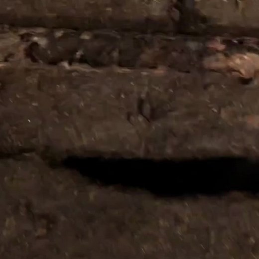 Jack Russell Terrier Ratting: A Day Out Ratting with Terriers