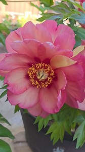 5 comments | When planting a tree or itoh peony, dig a hole about a...