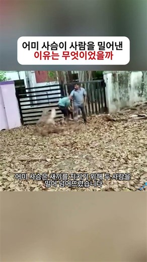 어미 사슴이 사람을 밀어낸 이유는 무엇이었을까 #사슴 #야생동물 #동물구조