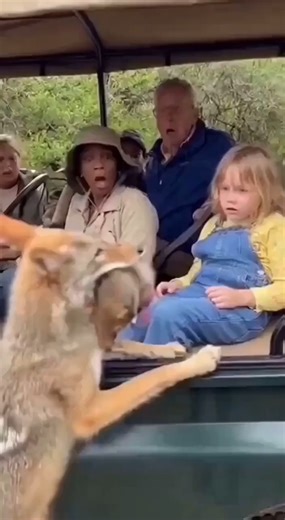 Coyote Brings Cub to Human Girl! | Viral Clips
