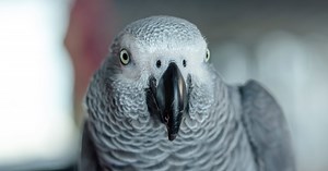 African Grey Parrot Coughs To Remind Mom She Wants a Bite in Funny Clip