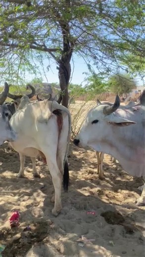 little 🤣 Cow and Bull 🤣 sounds style