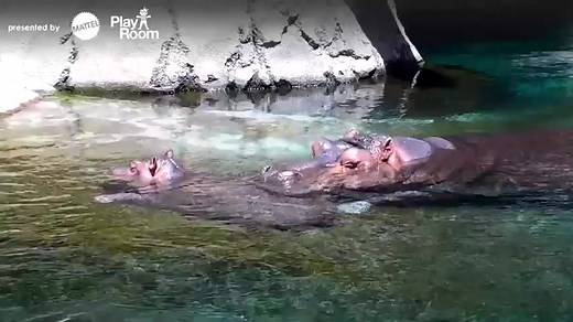 Float into hippo zen with Amahle and Funani on our brand new Hippo Cam presented by Mattel Playroom. | San Diego Zoo