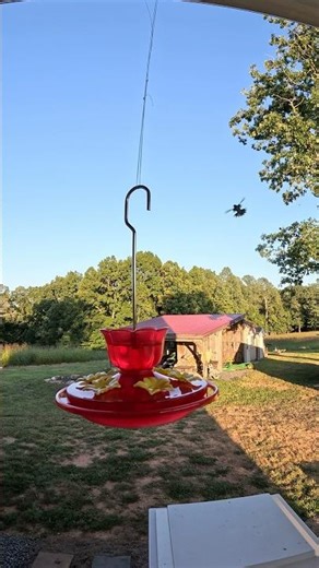 Hummingbirds fighting #birds #animals #wildlife #nature