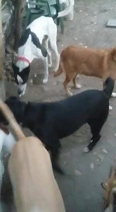 23 reactions · 24 shares | #MATEO ❤❤❤❤❤Con sus amigos, de a poco se va integrando, por favor no dejemos de buscarle una familia!!!!!!!❤❤❤❤❤❤❤❤ | Perros y Gatos del Parque Chacabuco | Facebook