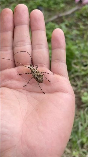 The development process of a longhorn beetle