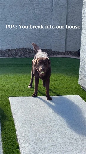 Funny Dog Moments: Tail Wags and a Ball