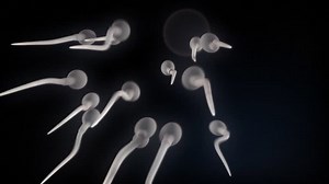 sperm cells swimming to the egg, the sperm cells surround it and one of them makes it in.
