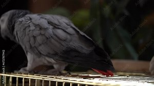 Close-up of parrot foot walking. Parrot bird legs is very clear. Domesticated Congo African Grey Parrot walking at the cage.