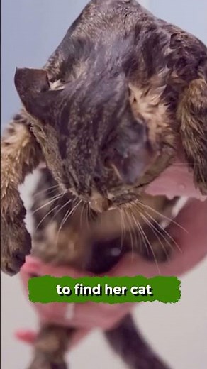 Cat Survives Washing Machine Cycle 😨 | Shocking Survival Story!