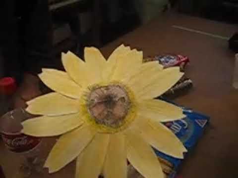 Sunflower Video 1