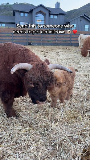 Baby Cow Cuteness: Mini Highland Calf Clips to Brighten Your Day