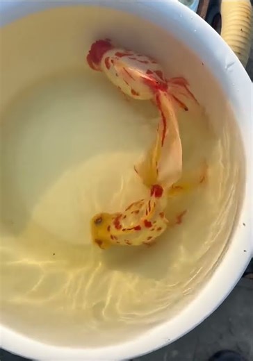A goldfish with a novel color! Cherry blossom spots, there are only two in one pool! #fish #koi