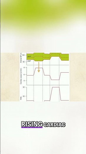 Epinephrine vs Norepinephrine: Receptor Binding Explained #shorts