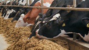 Trump administration’s focus on deregulation could have adverse effects on animal welfare