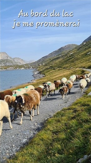 Les moutons