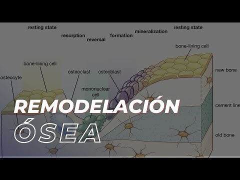 El proceso de remodelación ósea