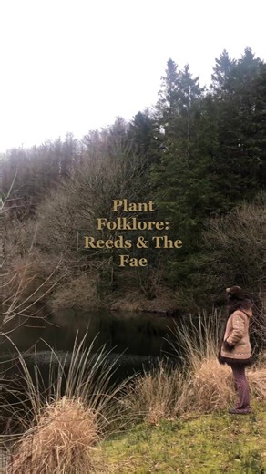 Plant Folklore: Reeds & The Fae