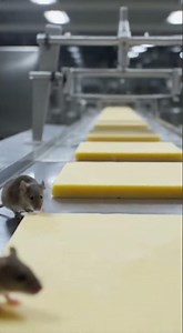 Mice Near-Miss at Cheese Packaging | 4K Industrial Camera