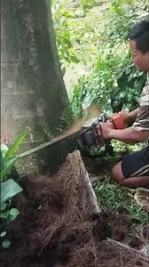 lumberjack skill Woodworking project palm tree felling #shortvideo #treecutting #chainsaw
