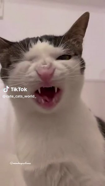 ASMR Cat Crunchy Eating Sounds Compilation