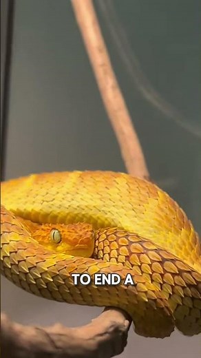 The Silent Venom of the Amazon