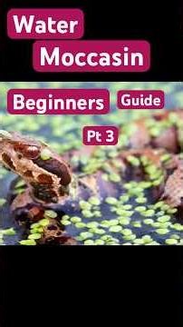 A Beginner’s Guide to the Water Moccasin Pt 3