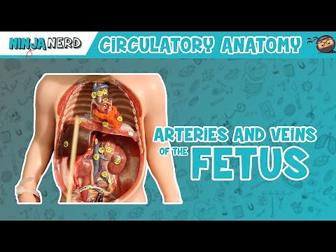 Circulatory System | Arteries & Veins of the Fetus | Fetal Circulation Model