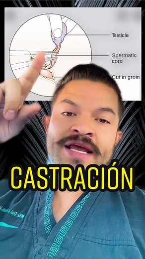 Orquiectomía en Machos: Procedimiento y Costos