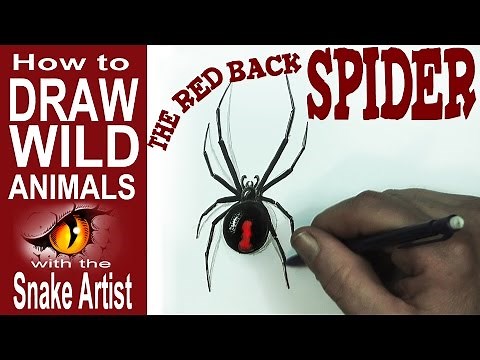 How to Draw the Red Back Spider (beginner)- Spoken Tutorial