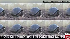 New hope for Galapagos Tortoises