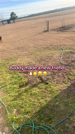 Barnyard shenanigans 😂 #pets #farmlife #country #friends